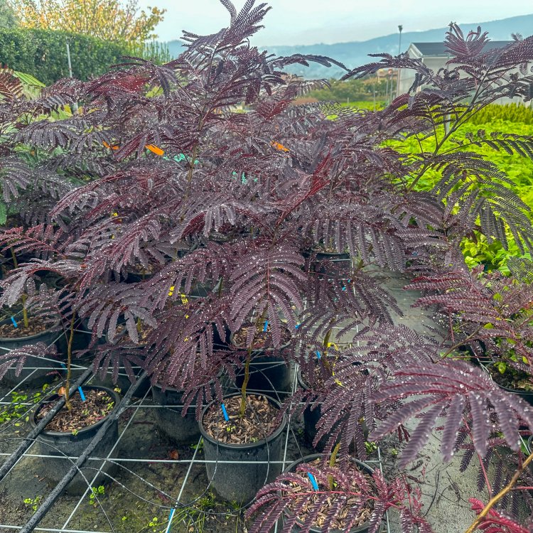 Albízia čokoládová (Albizia julibrissin) ´SUMMER CHOCOLATE´® - výška 40-60 cm, kont. C7L